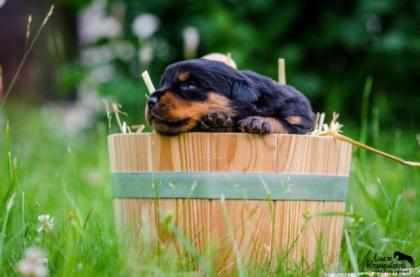 Welpen Rottweiler