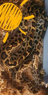 Tigerpython zirka 8 Monate sehr lieb
