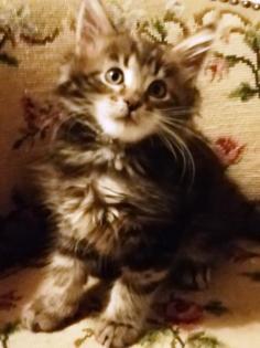 Maine Coon Kittenkater mit tollem Stammbaum jetzt Abgabe bereit
