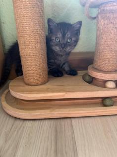 Noch 3 süße BKH Kitten suchen ab Anfang September ein neues zu Hause