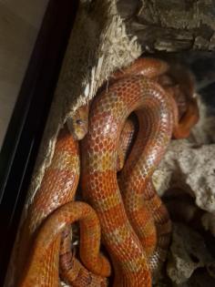 Drei Kornnattern ungefähr 2 Jahre alt. Mit Terrarium und Technik