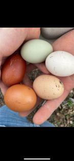 Bruteier Huhn Seidenhuhn usw.