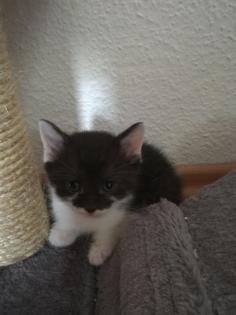 Katzenkinder suchen ein neues Zuhause
