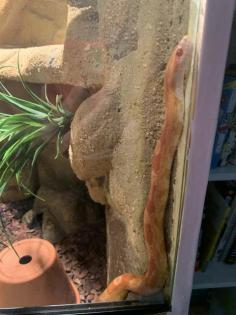 2 Kornnattern Pärchen inkl. großem Terrarium abzugeben