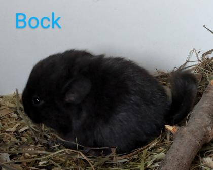 Chinchilla Babys Angora / Angoraträger suchen ein Zuhause