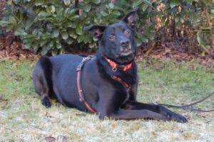 BLACK CONAN - Mischling, männlich, 4 Jahre, 60 cm, 30 kg, Gechipt, Kastriert