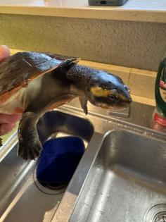 Wasserschildkröte Emydura subglobosa