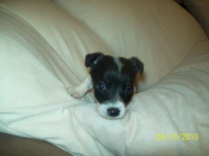 Chihuahua-Pinscher Welpe 12 Wochen alt