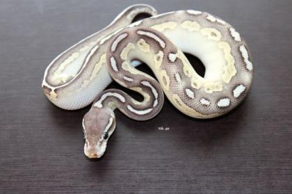 Python regius Diamond Opal, Lesser, Pewter, Fire und vieles mehr
