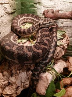 Teppichpython, morelia variegata