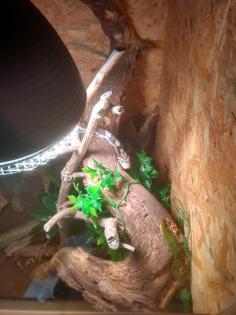 Riesige Kornnatter in großem Terrarium