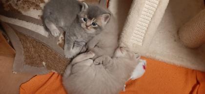 Erfahrener BKH Deckkater Lilac Blutgruppe B