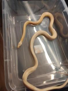 7 Kornnattern Weibchen Pied Sided Bloodred High White, Candycane, Anery Sunkisse