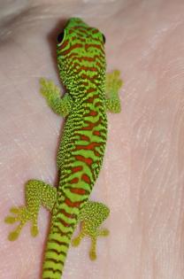 Große Madagaskar Taggeckos Jungtiere 0. 0. 5 DNZ 07-09/24 High Red