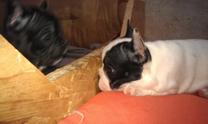 Französische Bulldoggen Welpen Blauträger