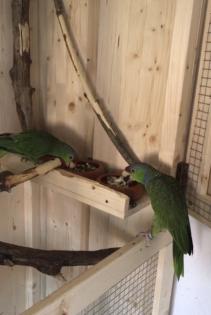 Blaukappenamazonen Amazona Finschi abzugeben
