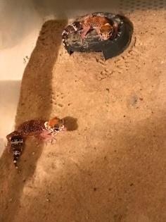 Australischer Dickschwanzgecko/Bellende Geckos/ Underwoodisaurus millii abzugeben, NZ 2023, besond