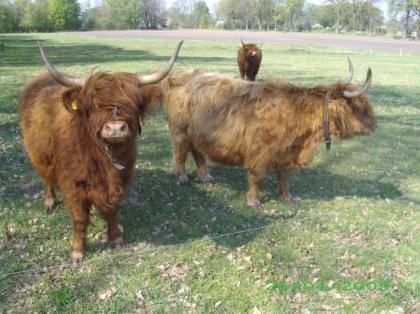 Highlandrinder, 2 Kühe 1 w. Kalb dringend zu verkaufen