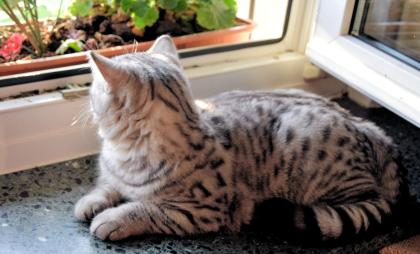 Britisch Kurzhaar Kater, black-silver-tabby-spotted