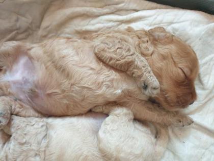 Labradoodle Welpen F2b