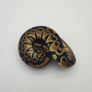 Hobbyaufgabe Königspython Python Regius Ball Python