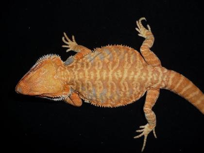 Wunderschönes Orange/Rote Hypo Leatherback Farbbartagamen Männchen abzugeben S