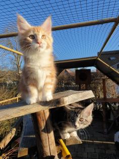 Prächtige Maine Coon Kitten