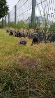 Tolle Cane Corso Welpen