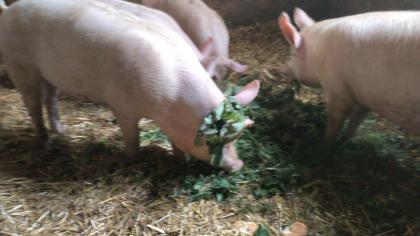 Strohschweine
