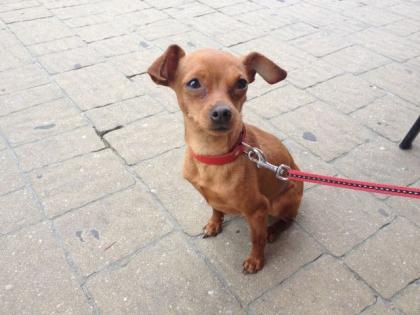Einjähriges Zwergrepinscher Weibchen zu verkaufen
