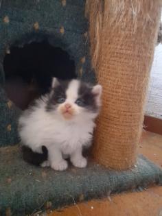 Maincoon Mix Kitten Katze Kater Perser