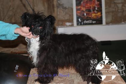Chinese Crested Puppies