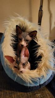 Sphynx Kitten