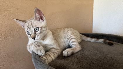 Siam / Snow Bengal Mix Kitten