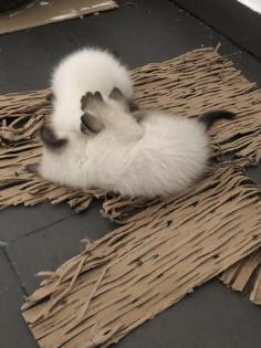 Siam Kitten Baby - zu verkaufen