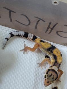 Leopardgeckos aus Rostock NZ 2024