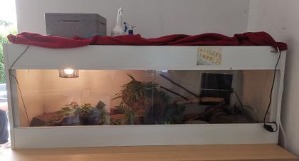 Königspython mit Terrarium