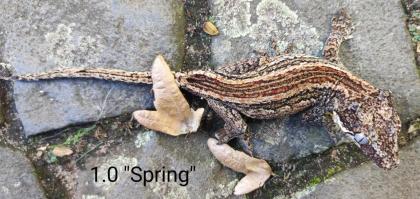 Rhacodactylus auriculatus Höckerkopfgeckos für HAMM