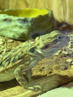 2 Bartagame Jungtiere inkl Terra