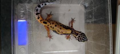 Leopardgecko Weibchen NZ 2021