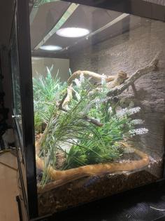 Terrarium mit/ohne Kornnattern und allem Zubehör
