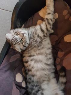 Bkh Kater silver black tabby whiskas