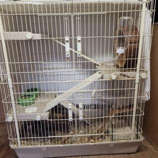 3 Degu Weibchen Geschwister