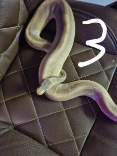 4 königspythons abzugeben.