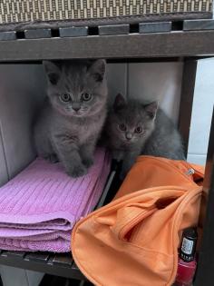 BKH Kitten, Britisch Kurzhaar, Katzenbabys, Kitten
