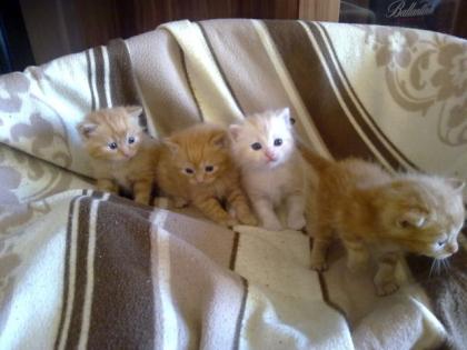 2 Perser mix Katerchen