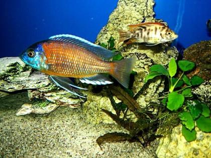 Copadichromis borleyi kadango Red Fin zu verkaufen