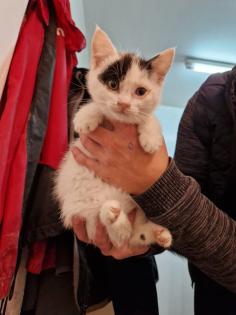 Bauerhofkitten suchen Zuhause, katzen, Kater, kitten