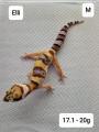 Leopardgeckos NZ 21 abzugeben