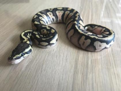 Inferno Pastel Echni Fader het piebald 9 Python regius